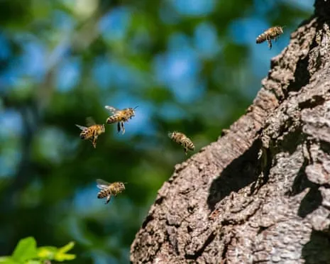 How Saving Honeybees Could Harm Other Pollinators